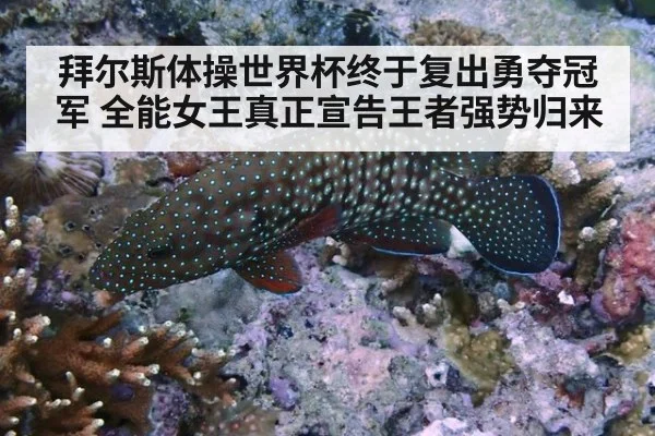 拜尔斯体操世界杯终于复出勇夺冠军 全能女王真正宣告王者强势归来